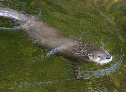 Otter at the Central Park Zoo